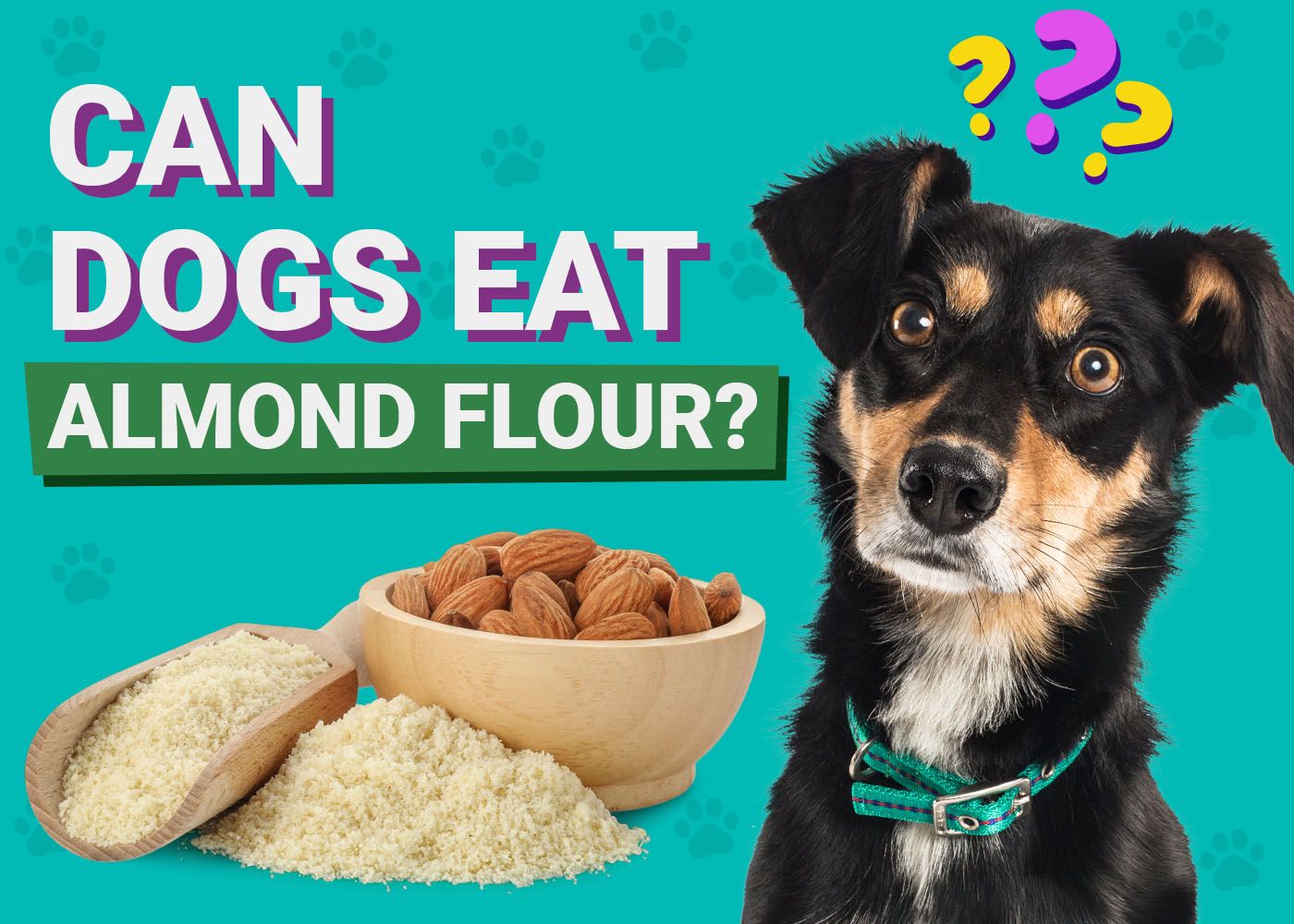 Dogster-Can-Dogs-Eat-Almond Flour
