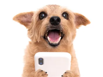 14 Popular & Influential TikTok Dogs to Follow