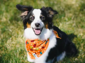 9 Best Dog Bandanas - 2026 Reviews & Top Picks