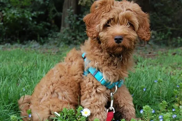 How Much Do Australian Labradoodles Cost in 2026? Facts & FAQ
