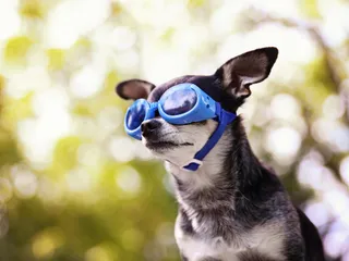 9 Best Dog Goggles in 2026 – Reviews & Top Picks