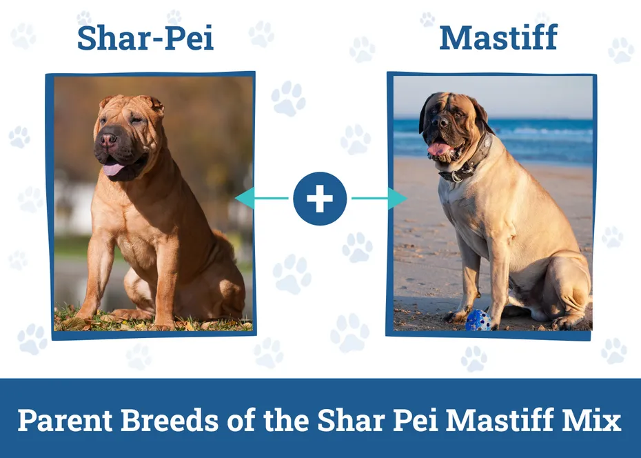 Parent Breeds of the Shar Pei Mastiff Mix