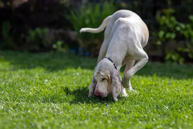 How to Train a Dog to Track: 7 Vet Approved Scent Work Tips & Tricks