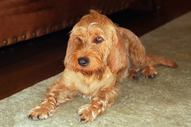 Basset Fauve de Bretagne Dog Breed: Info, Pictures & Care Guide