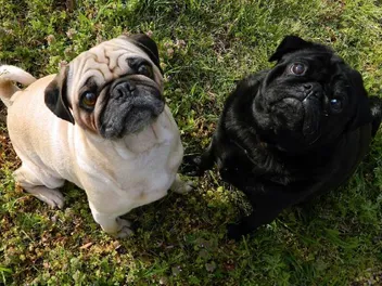 Do Pugs Bark a Lot? How Much & How to Stop It
