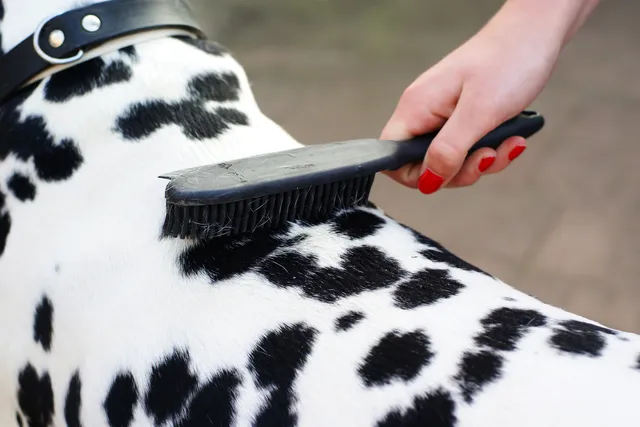 How Much Does a Dalmatian Shed? Care & Grooming Advice