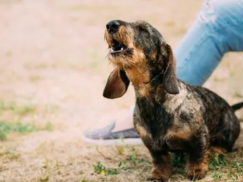 Do Dachshunds Howl a Lot? What to Know