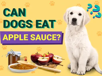 Can Dogs Eat Applesauce? Vet-Verified Nutrition Facts & FAQ