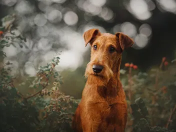 10 Interesting Irish Terrier Facts (Vet-Verified)