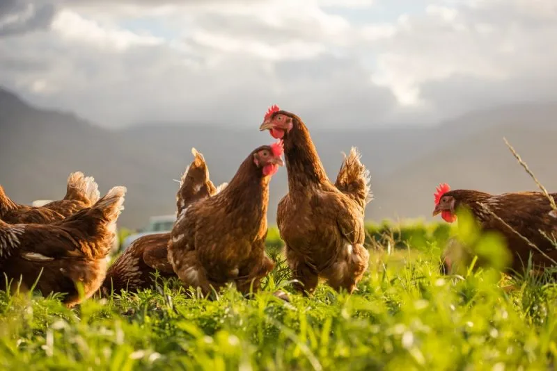 free-range egg laying chickens