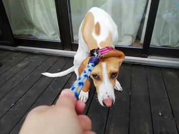 My Dog Doesn’t Want to Go Outside: 5 Vet-Verified Possible Reasons