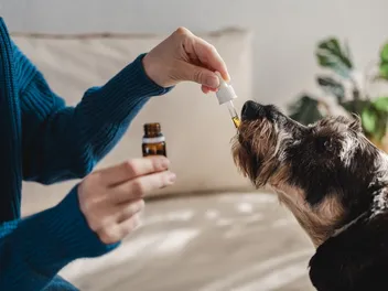 CBD Oil for Dogs: Uses, Side Effects & FAQ (Vet Answer)
