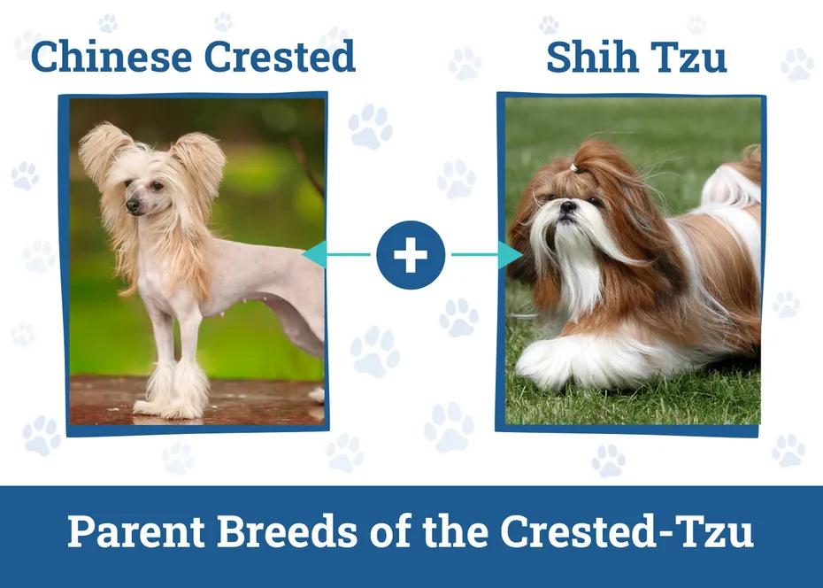 Parent Breeds of the Crested-Tzu
