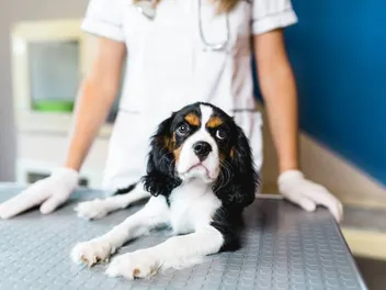 How Soon Do I Spay or Neuter a Cavalier King Charles Spaniel? Vet-Approved Info