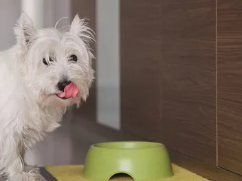Do Dogs Have Taste Buds? Canine Tasting Facts