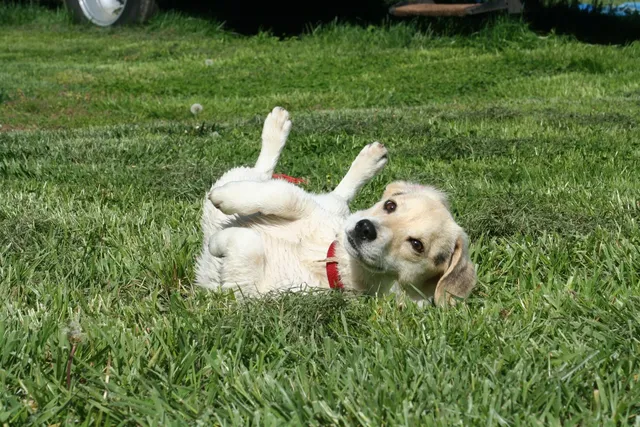10 Dumbest Dog Breeds: Canine Intelligence Ranking