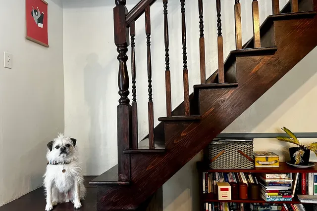 Dogs and the Big Bad Stairs: Gizmo Conquers His Fears