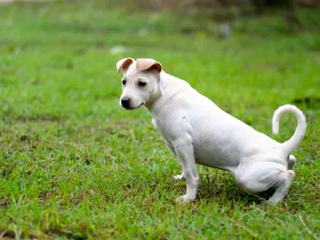 Why Does My Dog Pee On Other Dogs? Vet-Reviewed Dog Behavior
