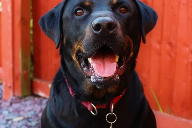 Rotterman Dog Breed Guide: Info, Pictures, Care & More