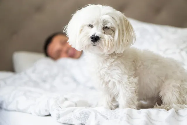 Why Is My Dog So Protective of Me? 4 Vet-Reviewed Common Reasons