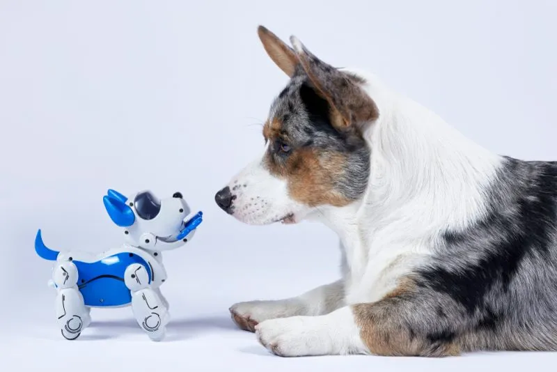 corgi and electronic interactive puppy toy