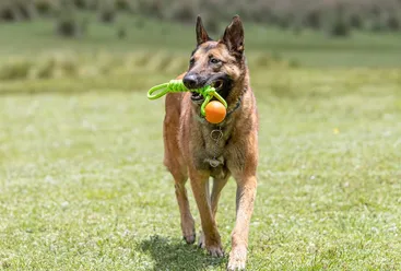 belgian malinois dog chewing toy