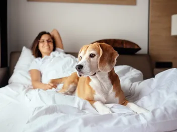 Are Ritz Carltons Pet-Friendly? Accomodation Guide (2026 Update)