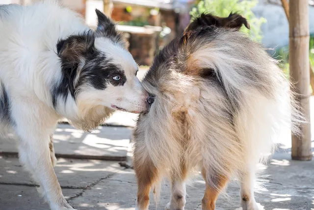 Dogs in Heat: 10 Vet-Verified Facts