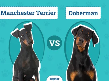 Manchester Terrier vs Doberman: The Differences (With Pictures)