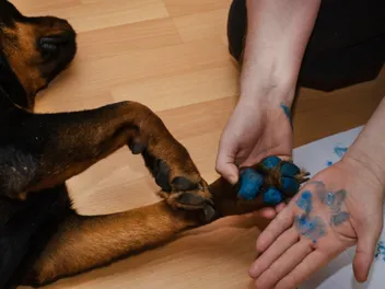 How to Make Dog Paw Prints With Paint: 8 Expert Tips