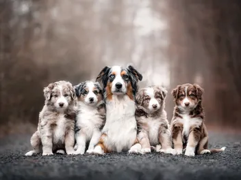 Do Mother Dogs Miss Their Puppies? Our Vet Explains
