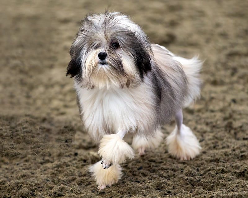 Löwchen or Little Lion Dog