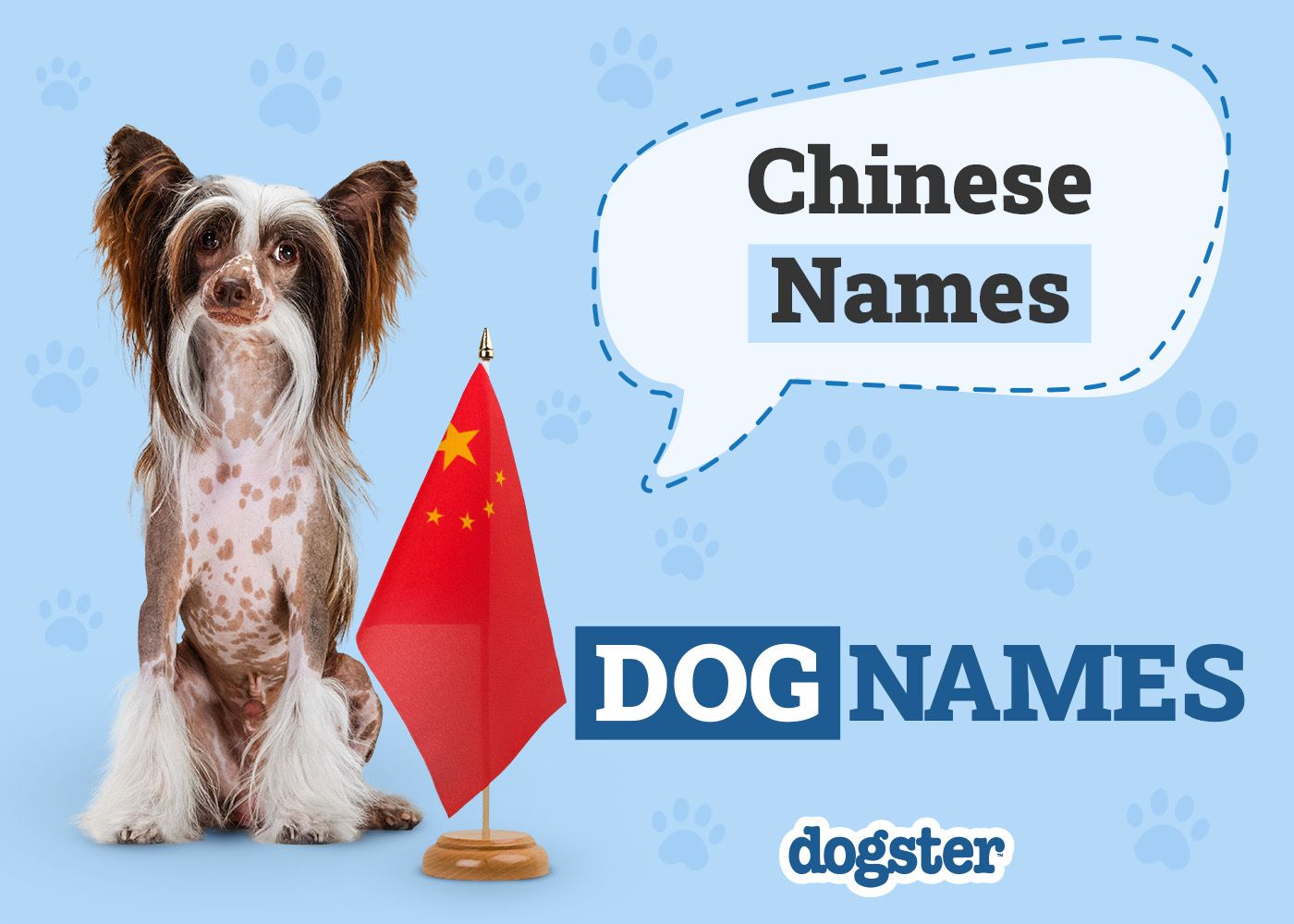 100+ Chinese Dog Names: Unique & Meaningful Ideas