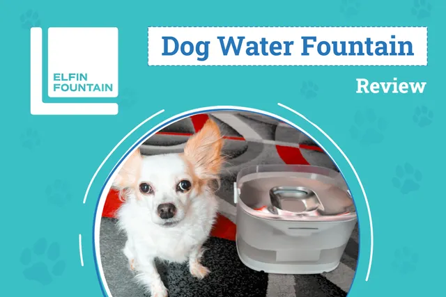 Elfin Fountain D1 Pro Review 2026: Keep Your Pet Hydrated All Day Long