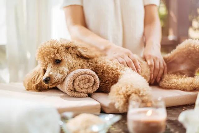 How to Give Your Dog a Spa Day at Home: 11 Vet-Verified Tips & Ideas