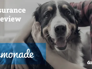 Lemonade Pet Insurance Review 2026: Pros, Cons & Verdict