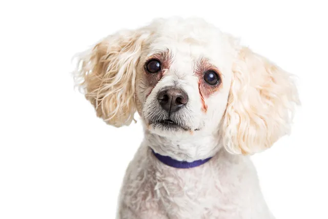 Dog Tear Stains: Our Vet Discusses Signs, Causes & Treatment