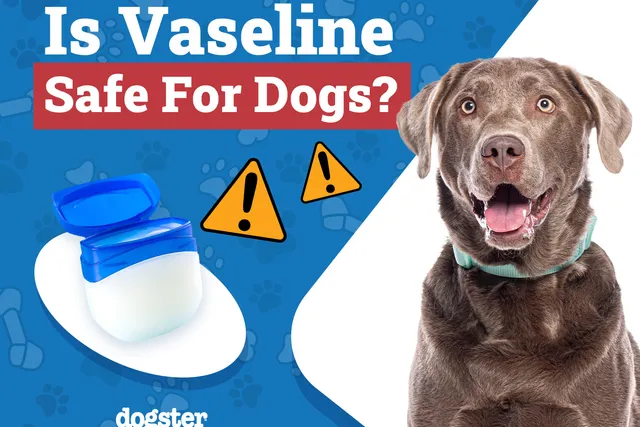 Is Vaseline Safe for Dogs? Vet-Verified Facts & FAQ