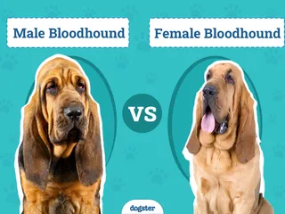 Male vs. Female Bloodhounds: The Difference (With Pictures)