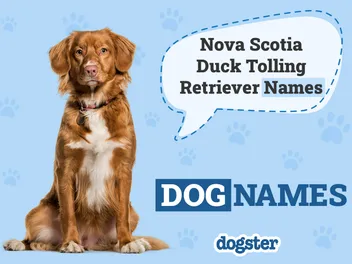 150+ Popular & Unique Nova Scotia Duck Tolling Retriever Names
