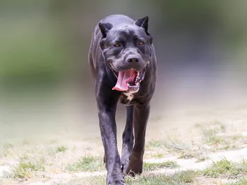 Canis Panther Dog Breed: Info, Pictures, Care & More