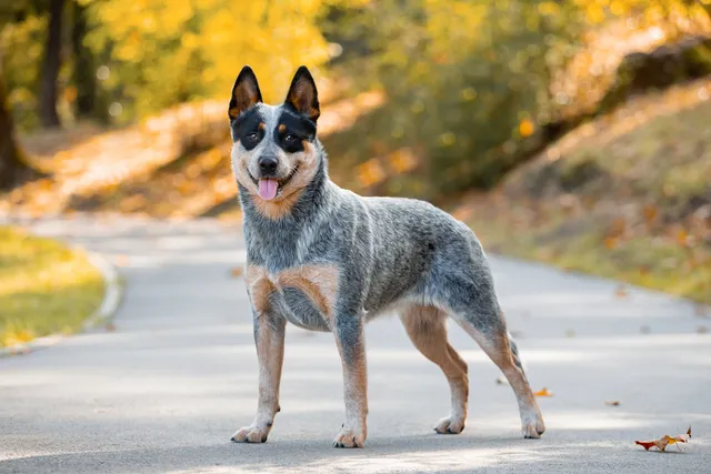 Australian Cattle Dog vs Blue Heeler: Is There a Difference? (With Pictures)
