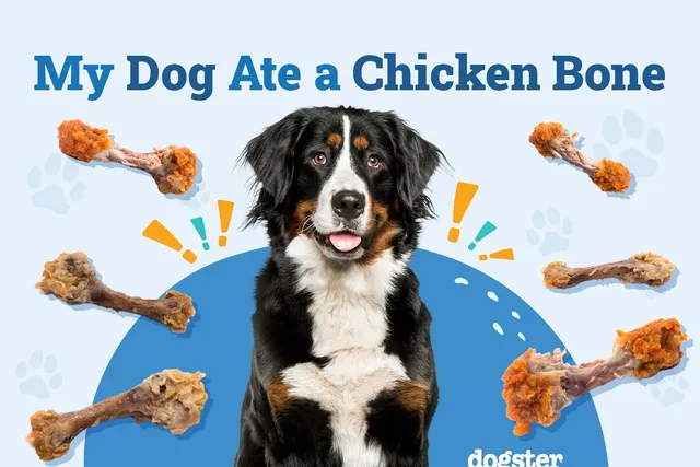My Dog Ate a Chicken Bone, What Do I Do? (Vet Answer)