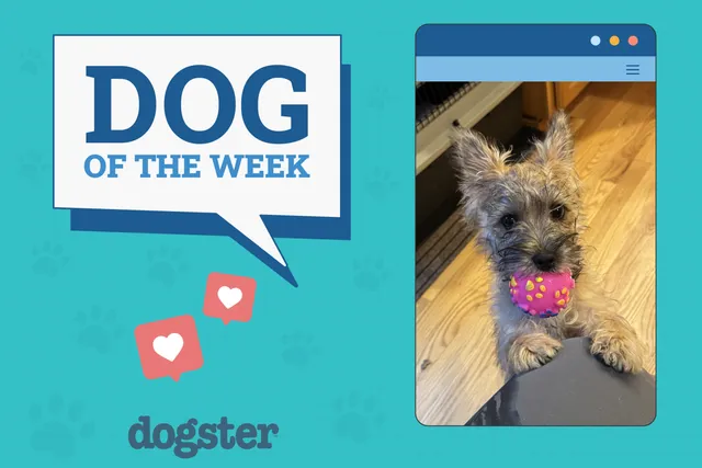 Dogster Photo Contest: Dogs of the Week Winners (Jan 9, 2025)
