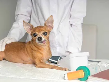 High Blood Pressure in Dogs (Systemic Hypertension): Causes, Signs & Treatments (Vet Answer)