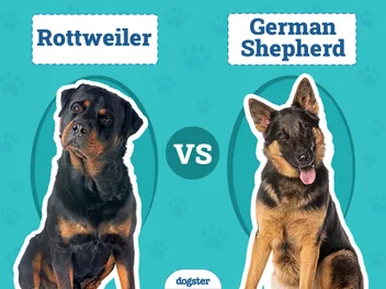 Rottweiler vs German Shepherd: The Differences (With Pictures)