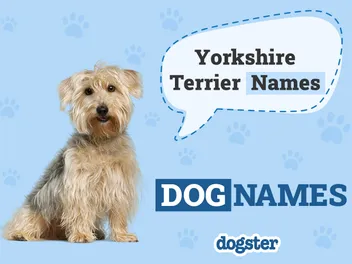 150+ Yorkie Names: Popular & Cute Names for Your Yorkshire Terrier