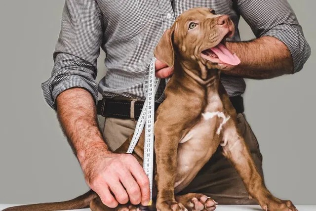 How to Measure a Dog for Clothes: 4 Vet-Verified Tips