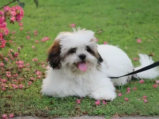 20 Lhasa Apso Mixes (With Pictures)