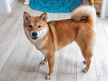 15 Dog Breeds With Curly Tails: Info, Pictures & History
